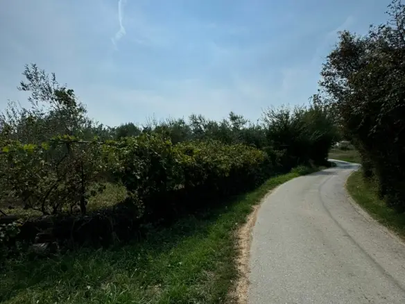 Scenic paved road amid lush greenery in Ulcinj, Montenegro&mdash;premier real estate and investment opportunities by immobilien.ekosphere.me/Ekosphere.