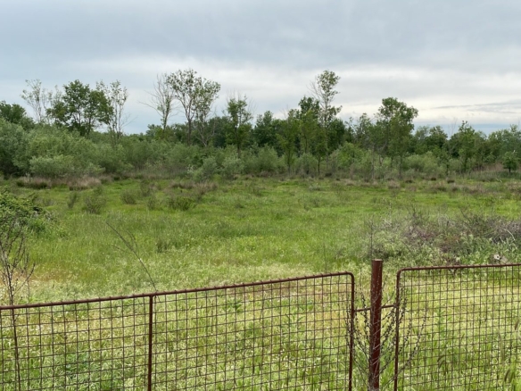 Prime Ulcinj land: spacious grassy field, mature trees, investment-ready. Exclusive on immobilien.ekosphere.me by Ekosphere Doo.