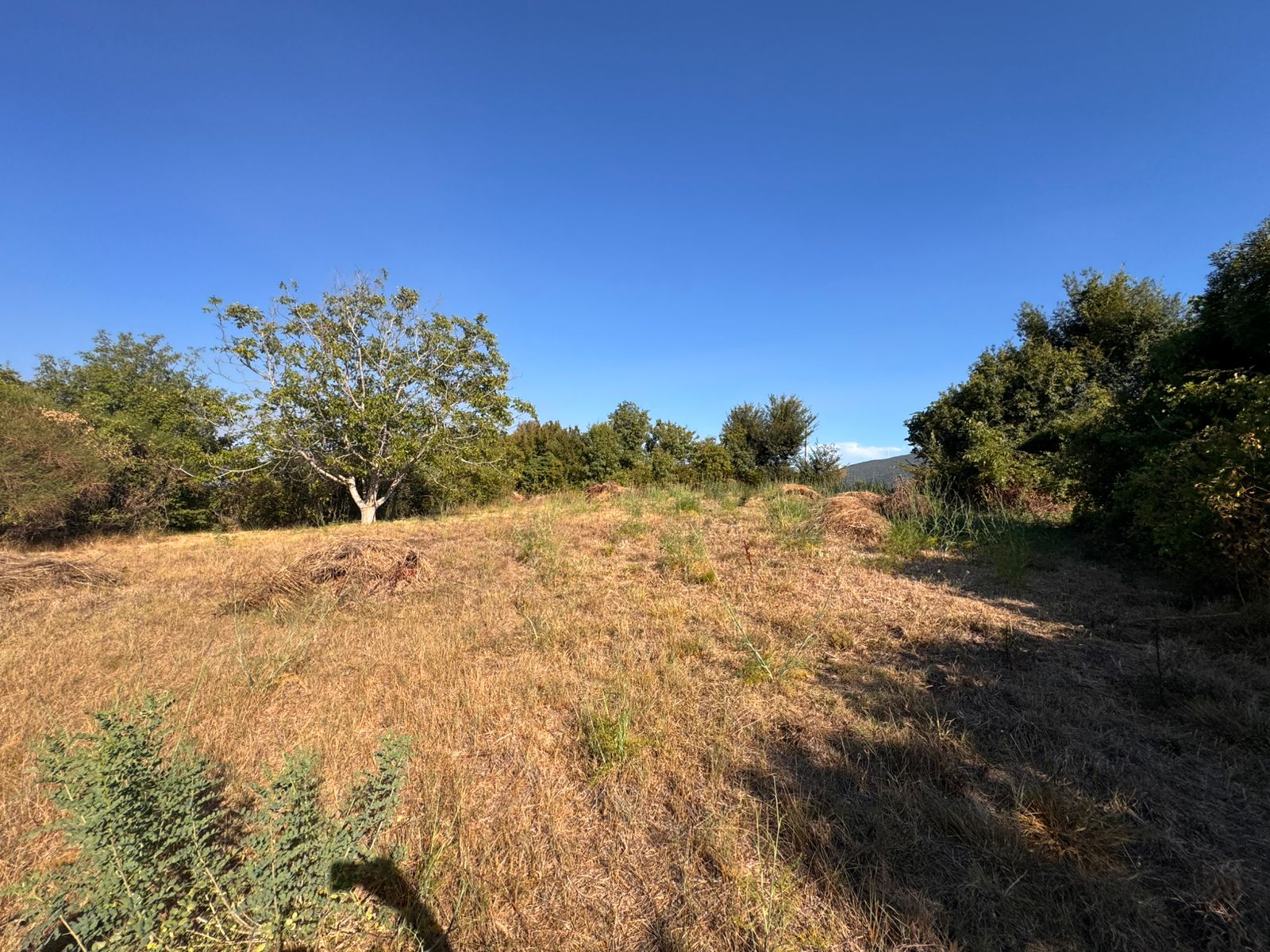 Prime Ulcinj, Montenegro land for sale: sunlit field, shrubs, trees&mdash;ideal property investment by ekosphere doo; immobilien.ekosphere.me.